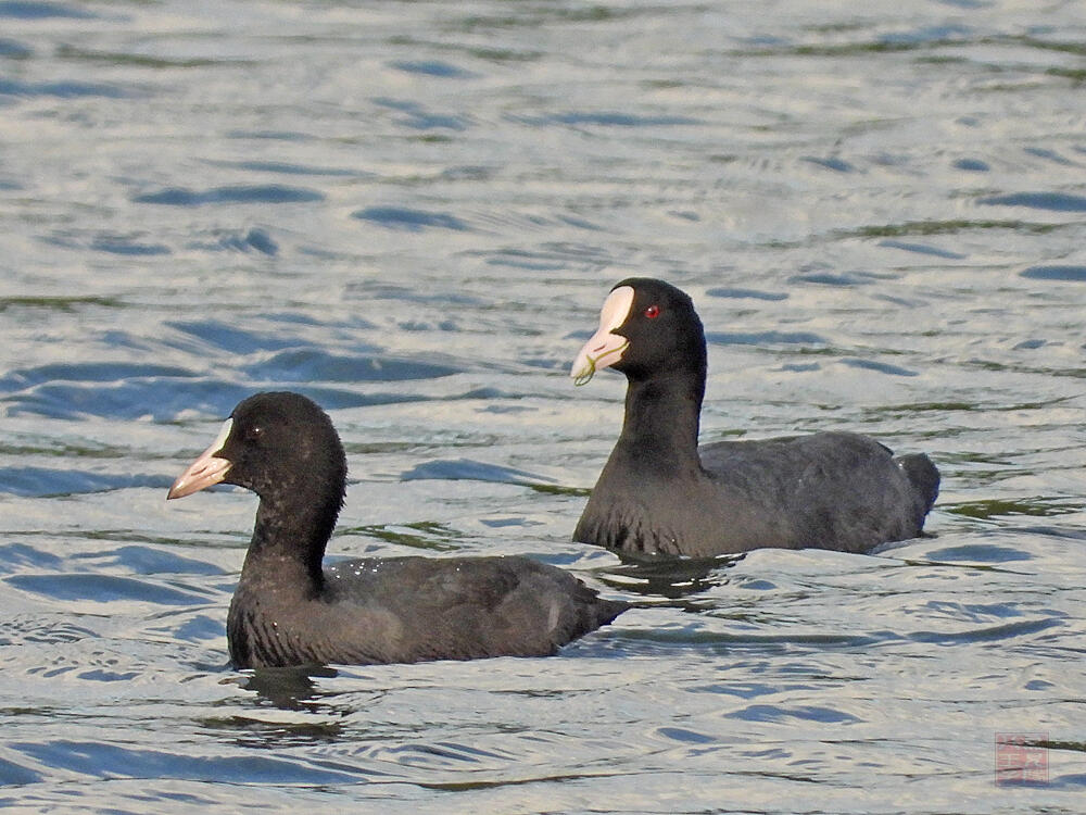 オオバン　親子　東京港野鳥公園　2023/10/14