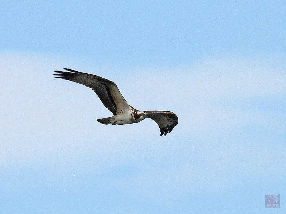 ミサゴ　東京港野鳥公園　2023/10/14