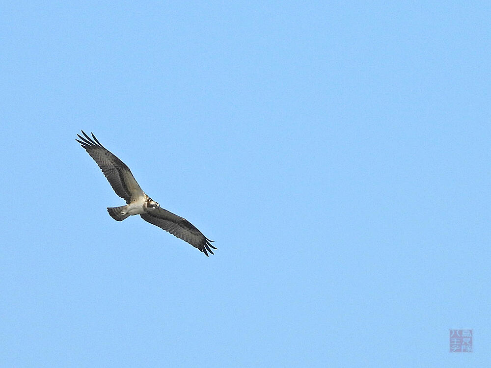 ミサゴ　東京港野鳥公園　2023/10/14