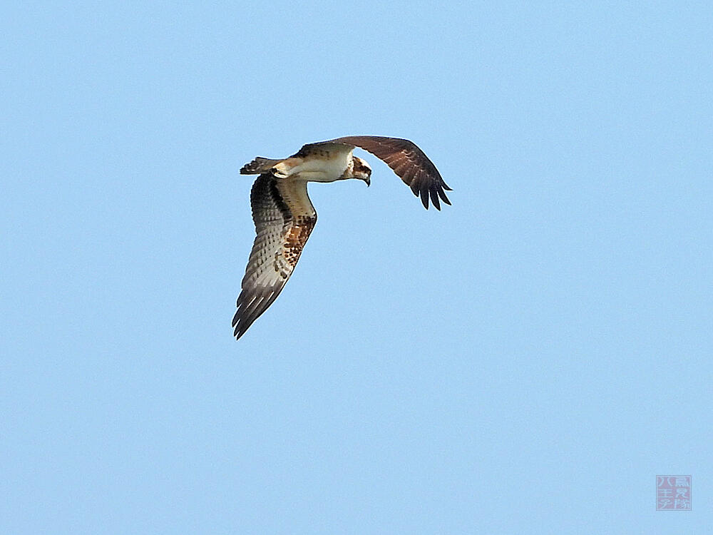 ミサゴ　東京港野鳥公園　2023/10/14