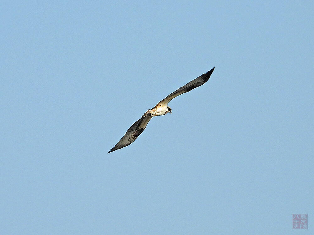 ミサゴ　東京港野鳥公園　2023/10/14