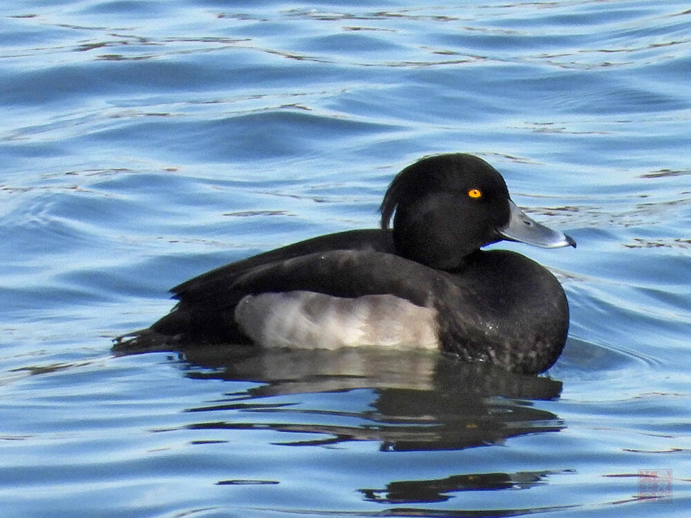 キンクロハジロ　若♂　東京港野鳥公園　2023/10/14