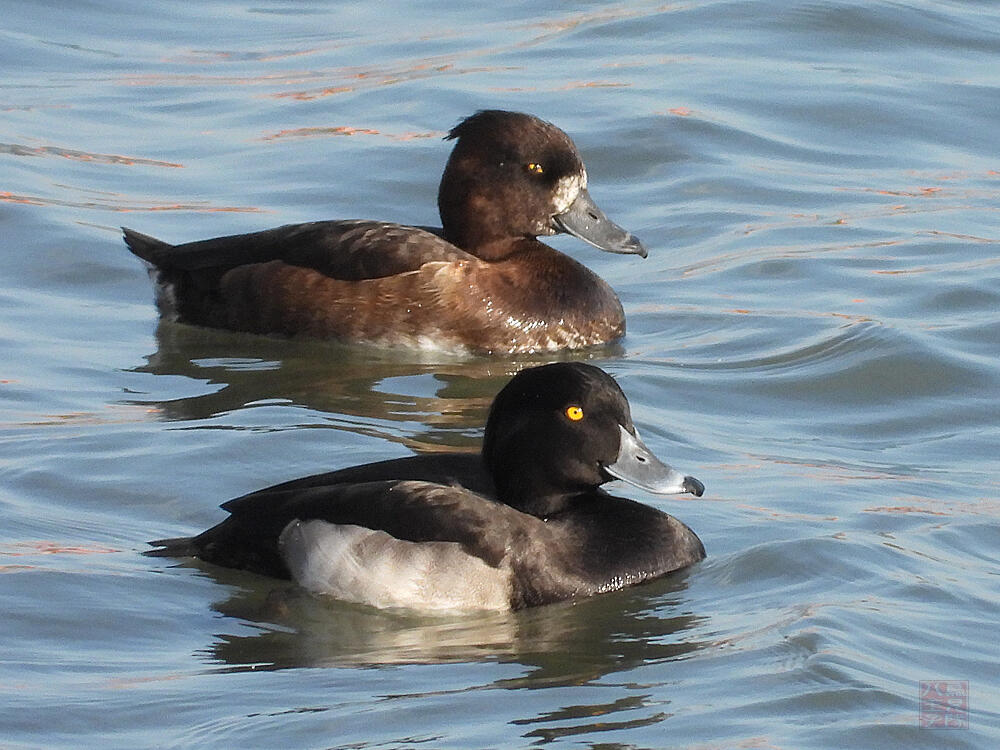 キンクロハジロ　若♂♀　東京港野鳥公園　2023/10/14