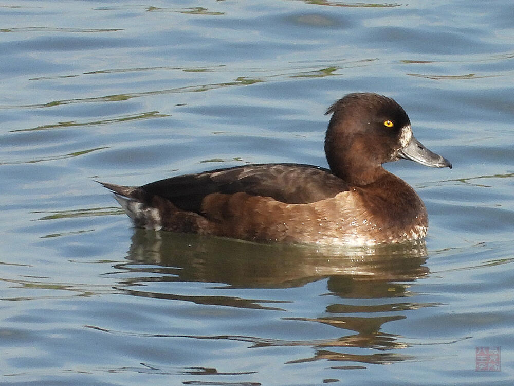 キンクロハジロ　若♀　東京港野鳥公園　2023/10/14