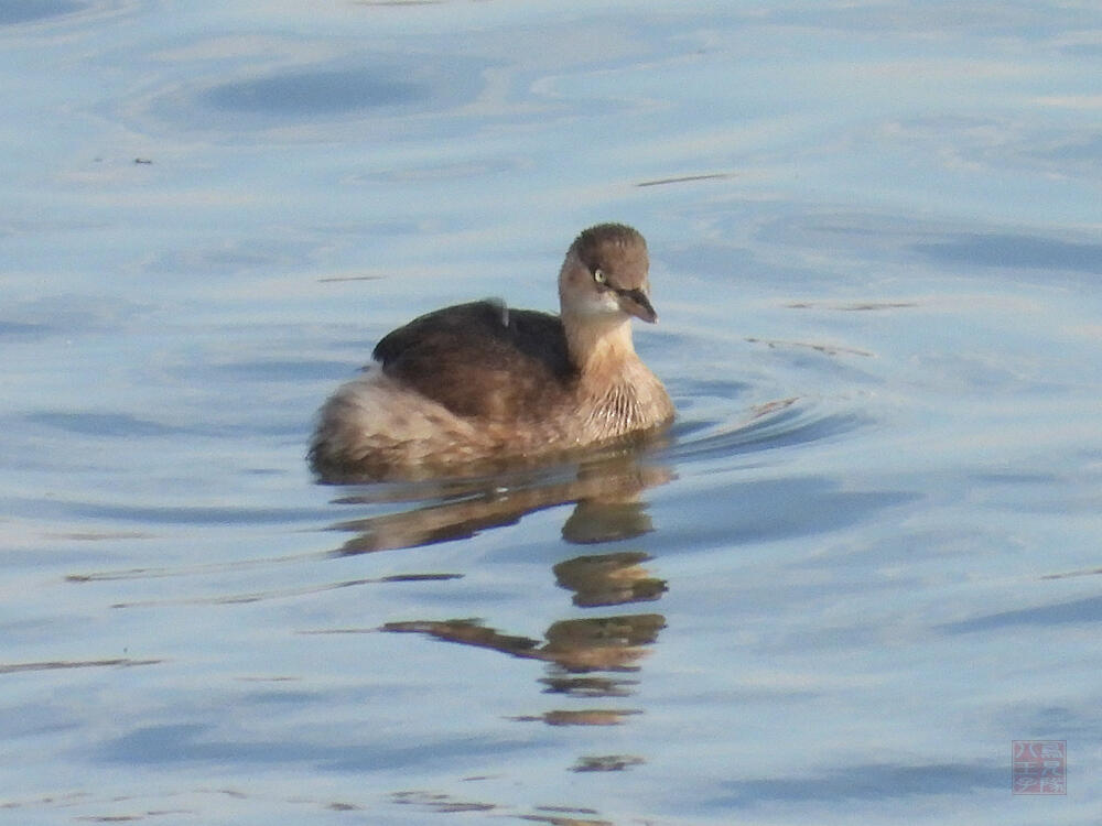 カイツブリ　若鳥　東京港野鳥公園　2023/10/14