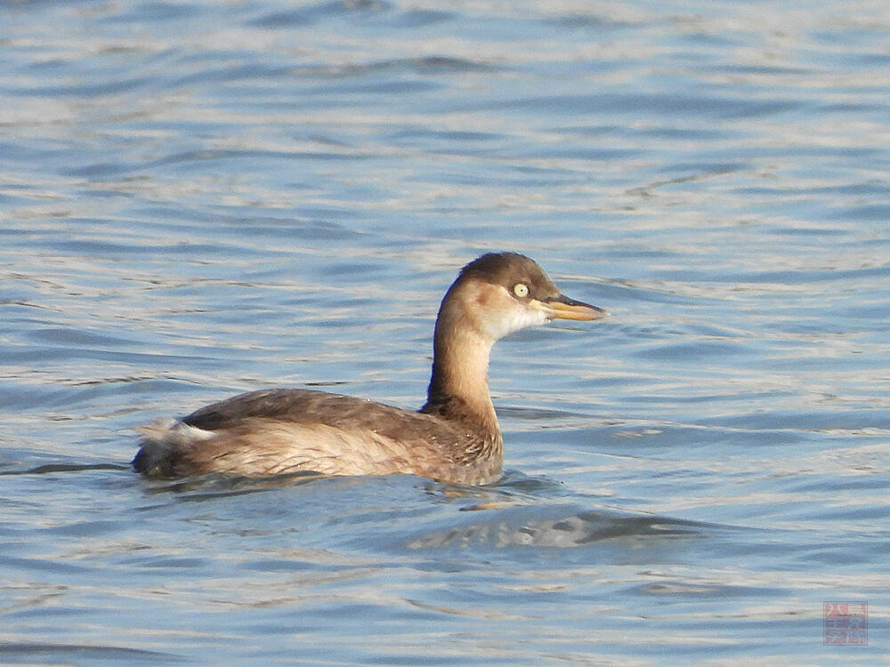 カイツブリ　若鳥　東京港野鳥公園　2023/10/14