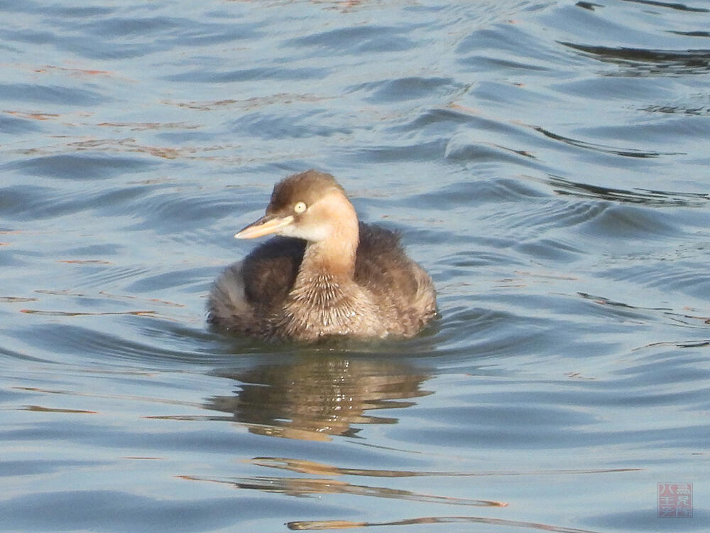 カイツブリ　若鳥　東京港野鳥公園　2023/10/14