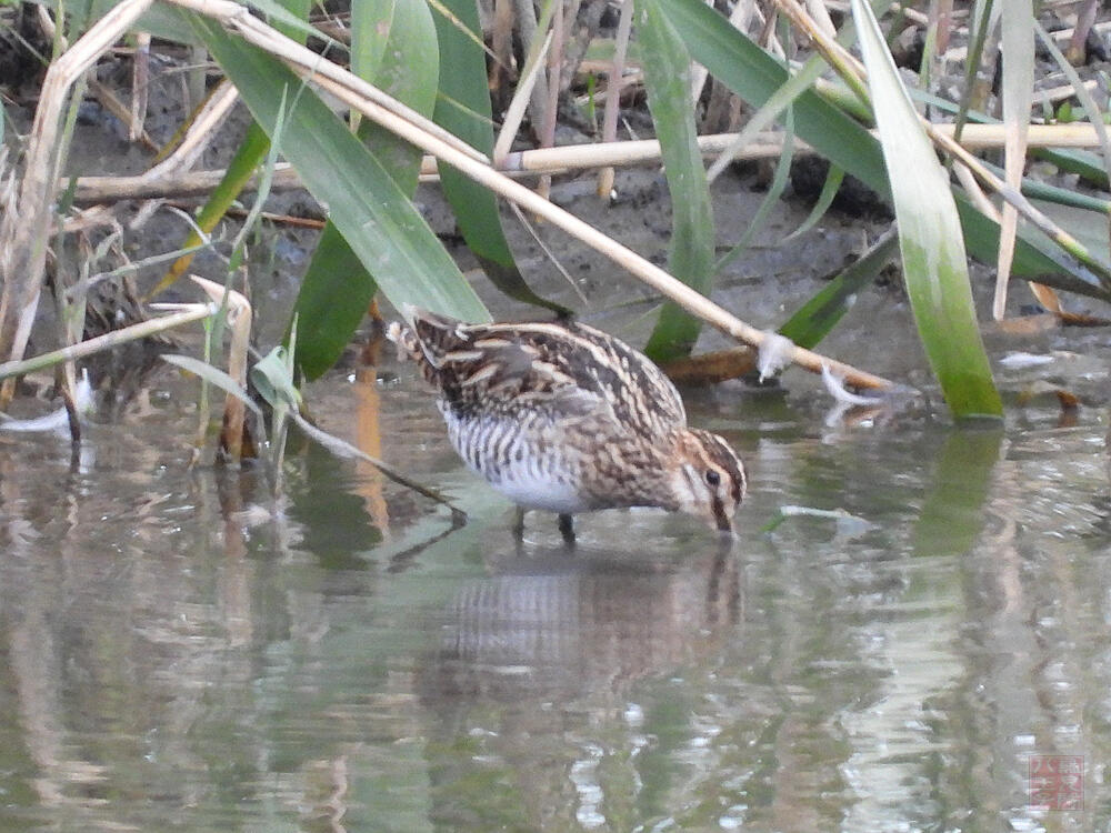 タシギ　東京港野鳥公園　2023/10/14