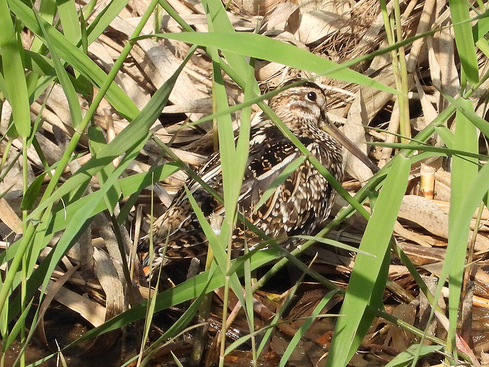 タシギ　東京港野鳥公園　2023/10/14