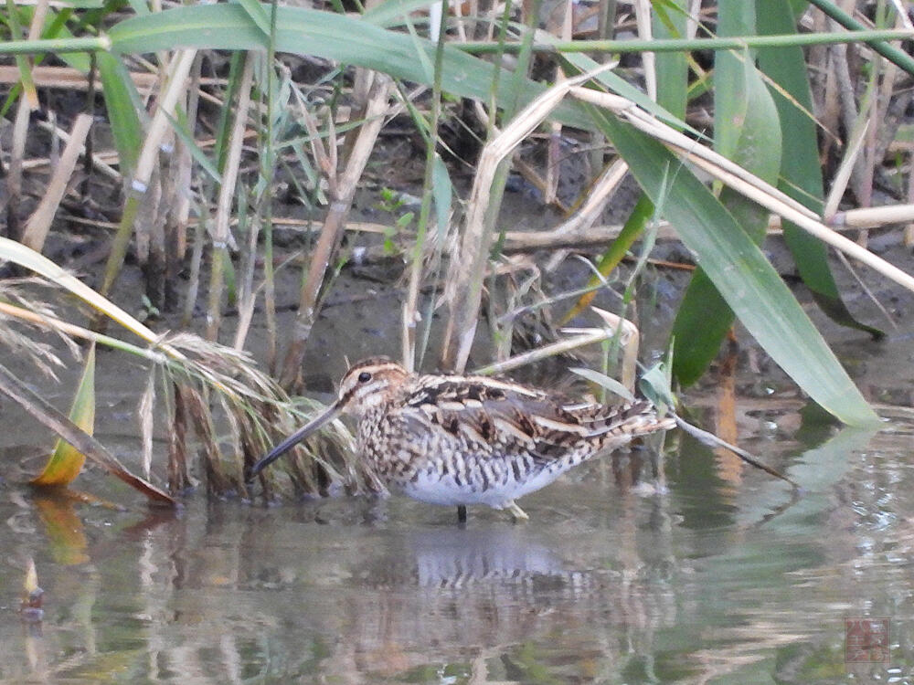 タシギ　東京港野鳥公園　2023/10/14