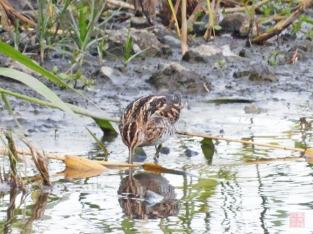 タシギ　東京港野鳥公園　2023/10/14