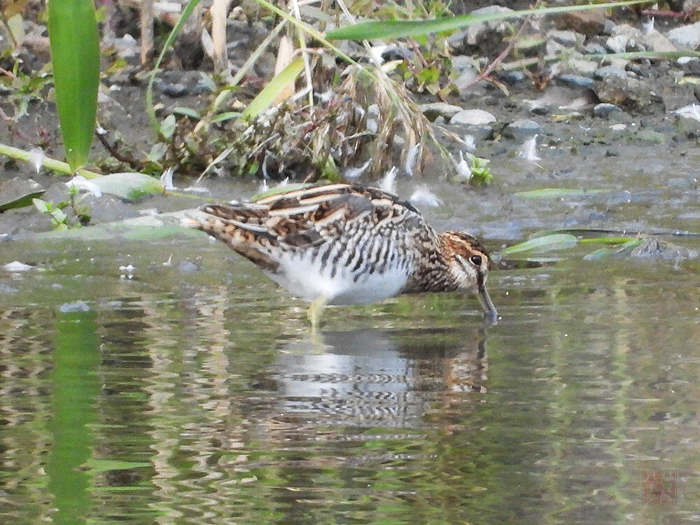 タシギ　東京港野鳥公園　2023/10/14