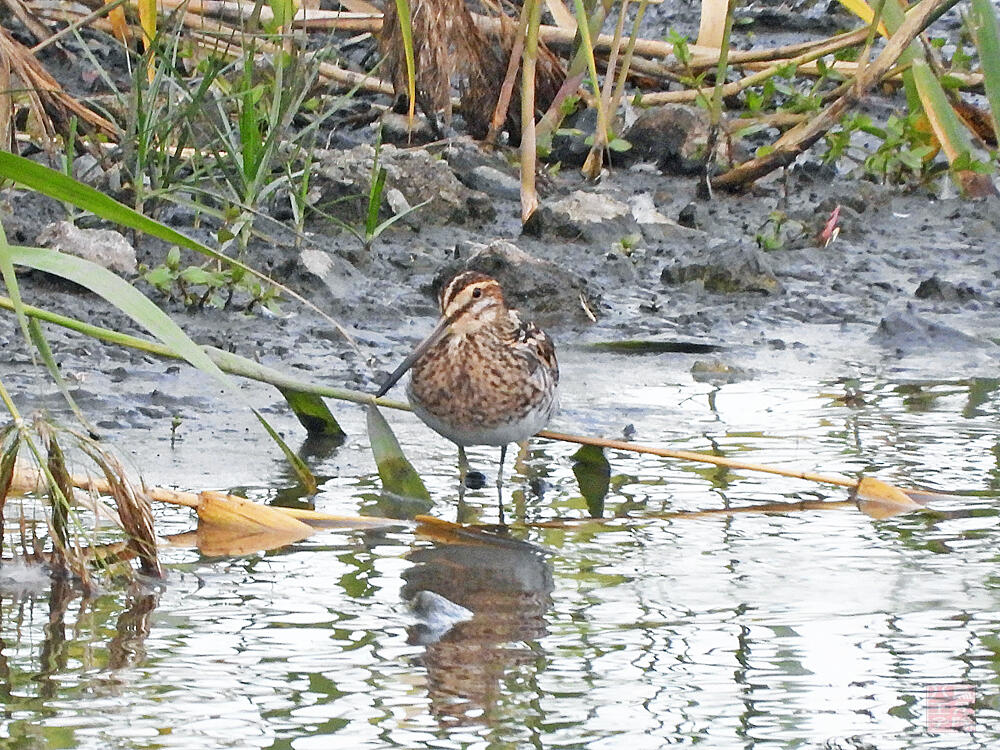 タシギ　東京港野鳥公園　2023/10/14