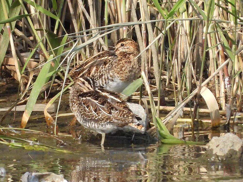 タシギ　東京港野鳥公園　2023/10/14