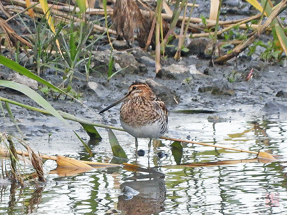 タシギ　東京港野鳥公園　2023/10/14