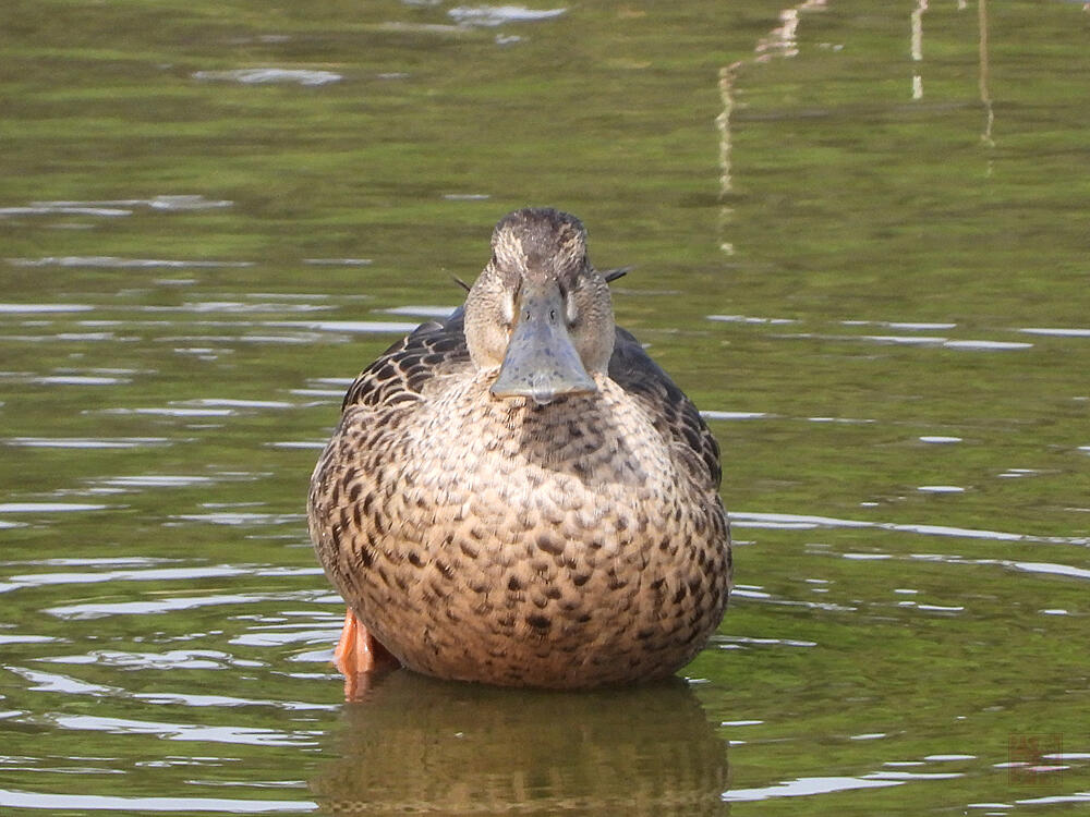 ハシビロガモ　♀　東京港野鳥公園　2023/10/14