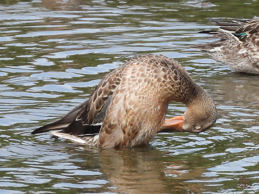 ハシビロガモ　♀　東京港野鳥公園　2023/10/14