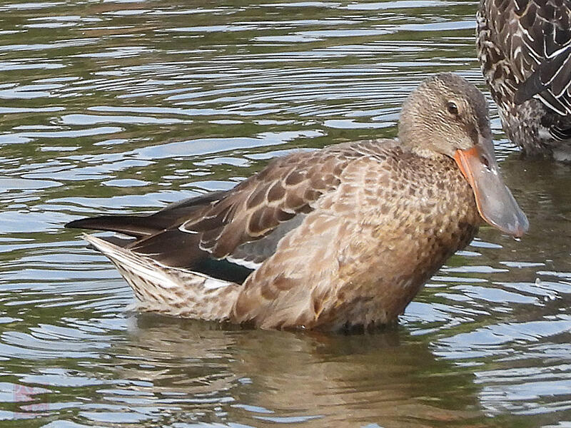 ハシビロガモ　♀　東京港野鳥公園　2023/10/14