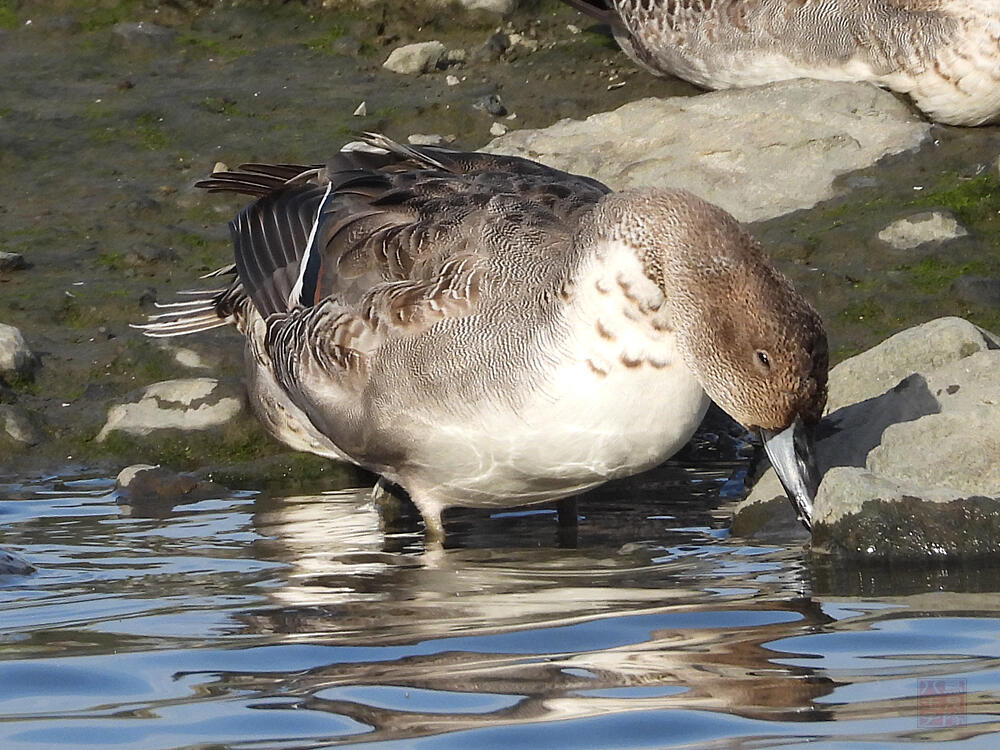 オナガガモ　♂　東京港野鳥公園　2023/10/14