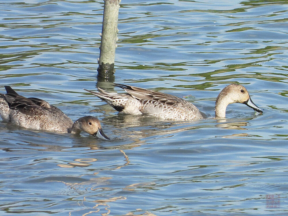 オナガガモ　若鳥　東京港野鳥公園　2023/10/14