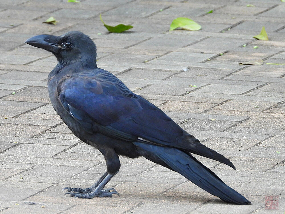 ハシブトガラス　東京港野鳥公園　2023/10/14