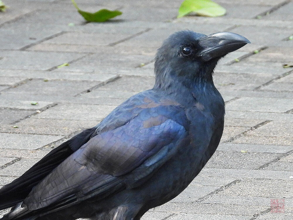 ハシブトガラス　東京港野鳥公園　2023/10/14