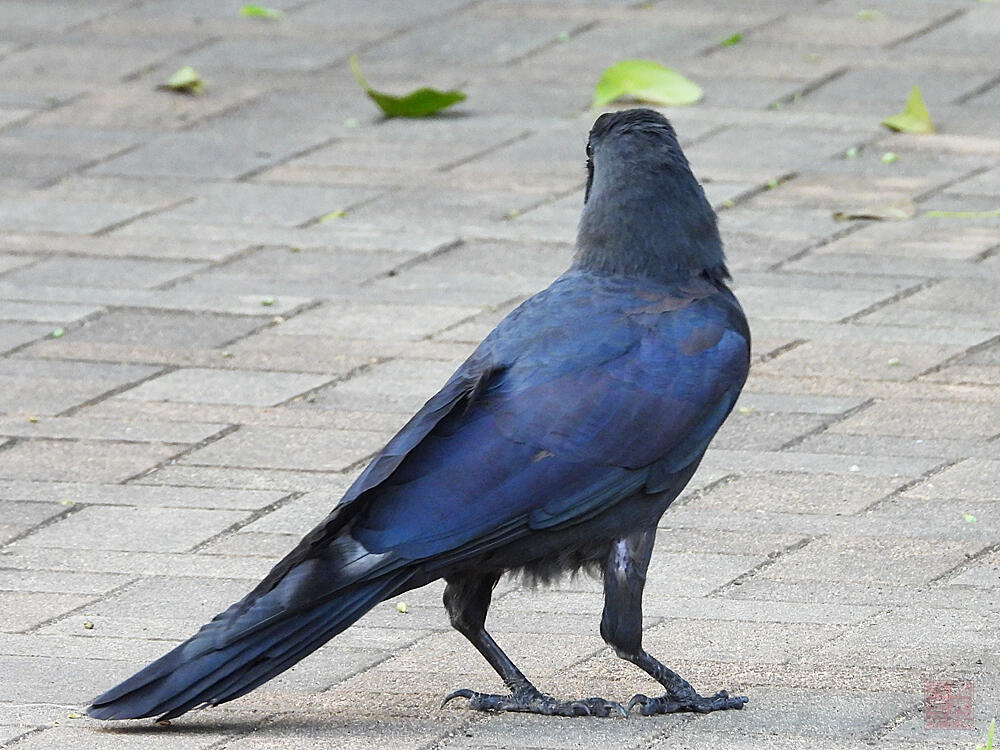 ハシブトガラス　東京港野鳥公園　2023/10/14