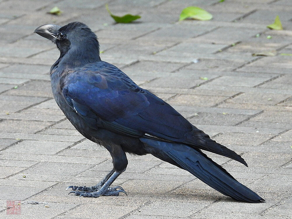 ハシブトガラス　東京港野鳥公園　2023/10/14