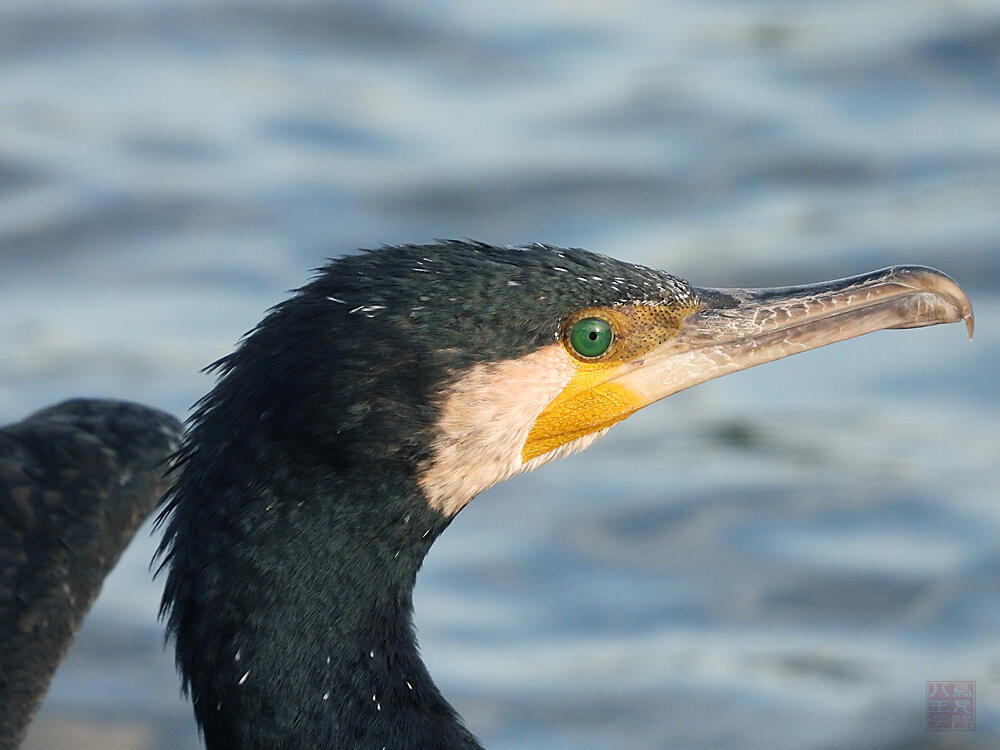 カワウ　東京港野鳥公園　2023/10/14