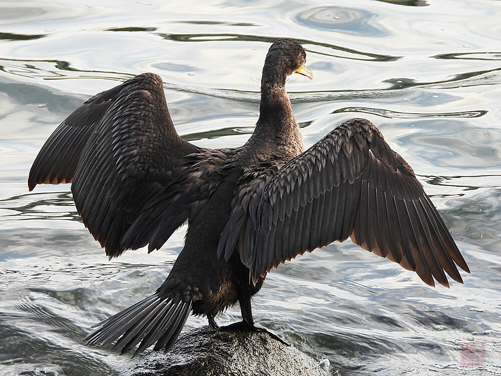 カワウ　若鳥　東京港野鳥公園　2023/10/14