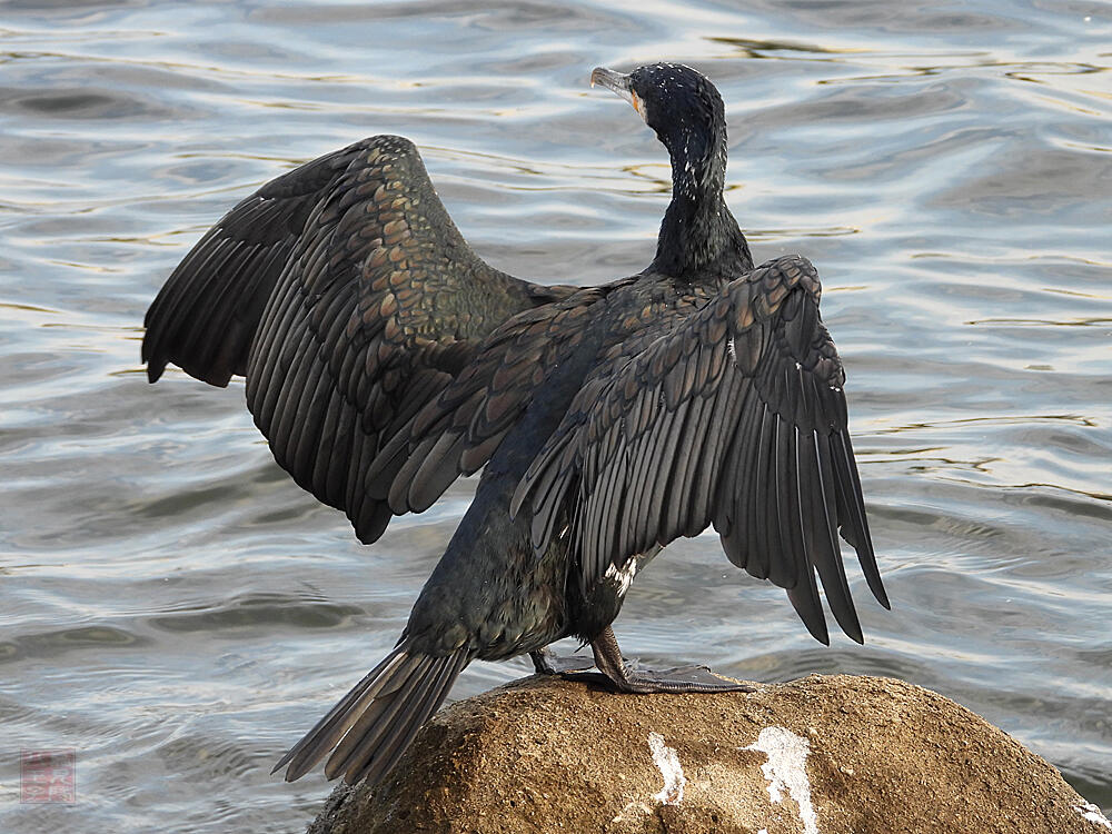 カワウ　東京港野鳥公園　2023/10/14