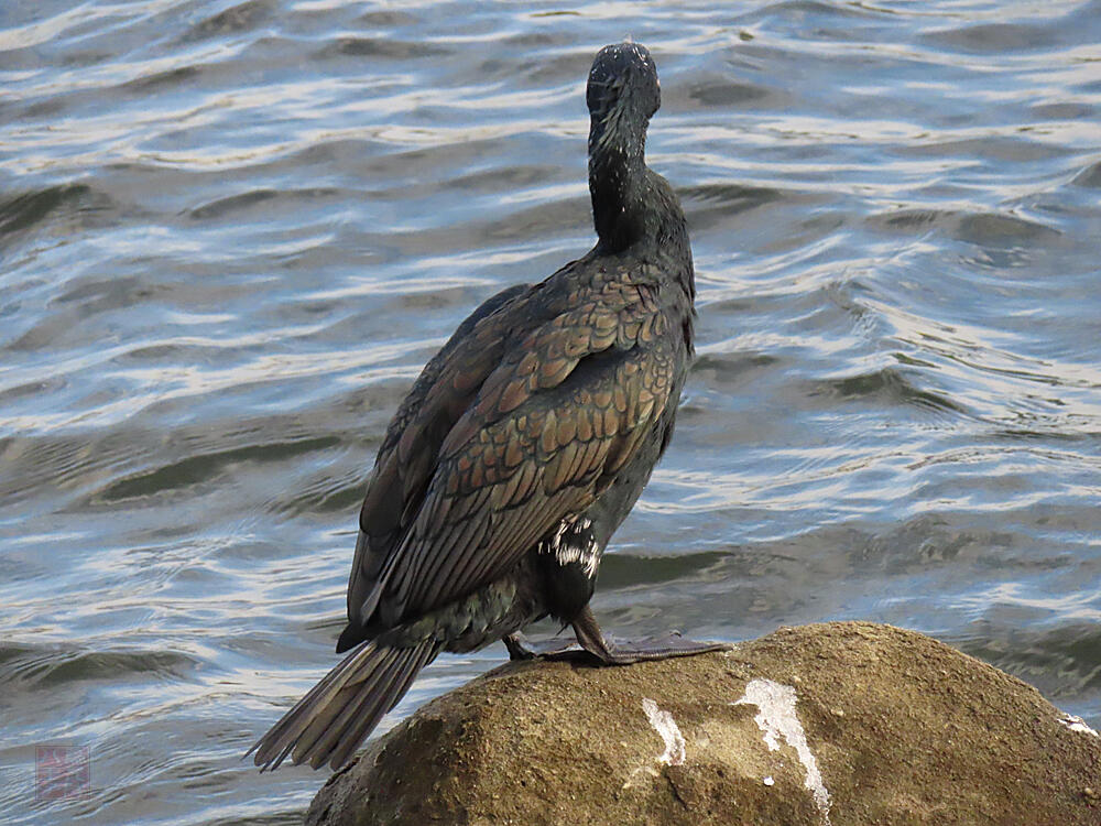 カワウ　東京港野鳥公園　2023/10/14