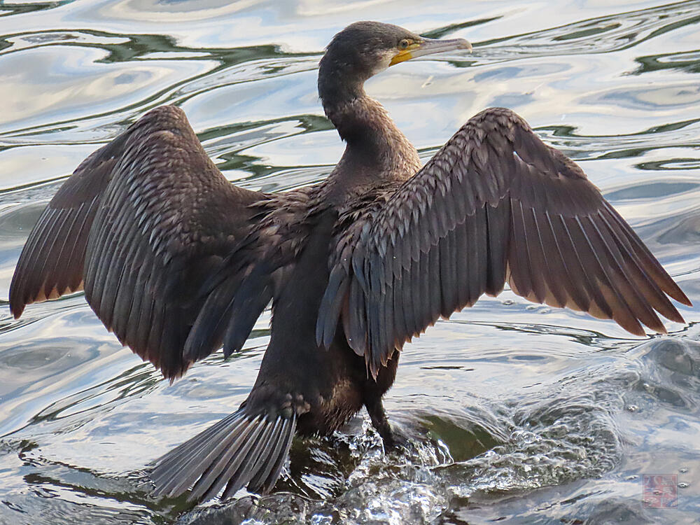 カワウ　若鳥　東京港野鳥公園　2023/10/14