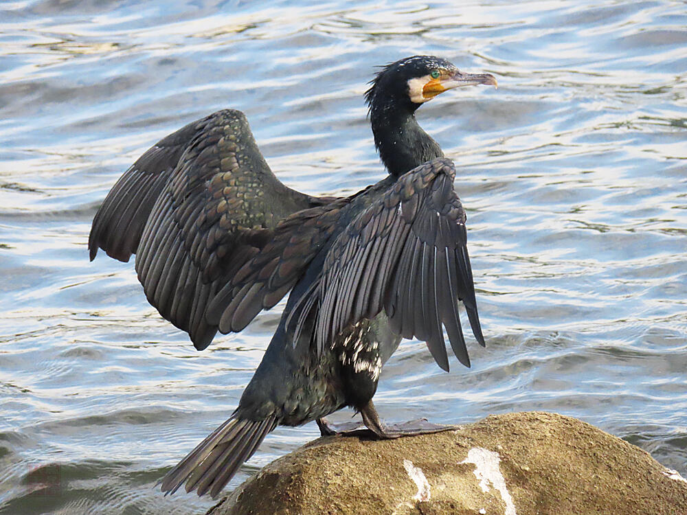 カワウ　東京港野鳥公園　2023/10/14