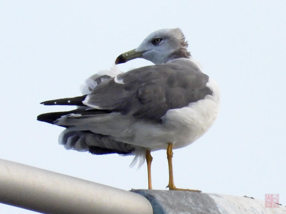 ウミネコ　東京港野鳥公園　2023/10/14