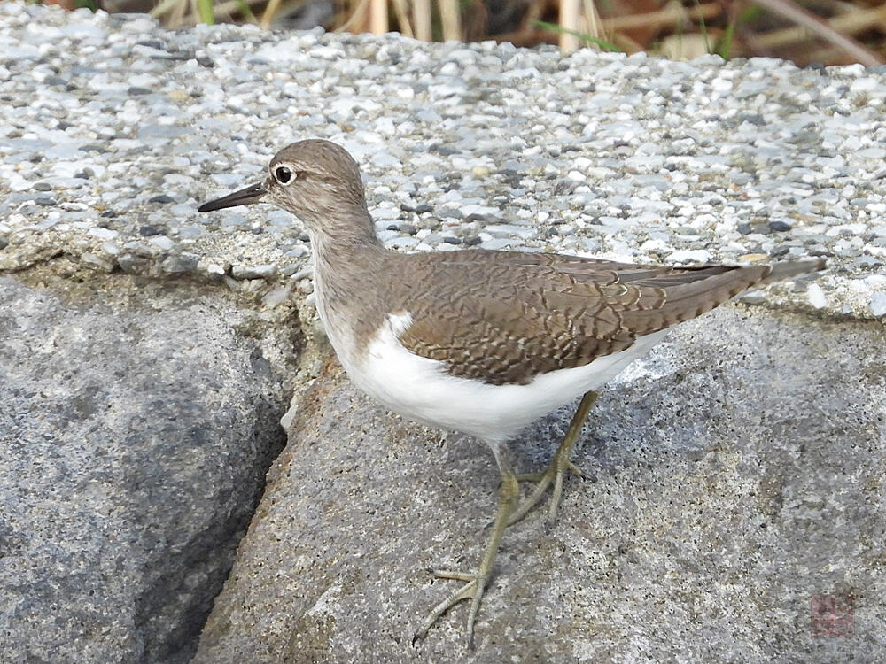 イソシギ　東京港野鳥公園　2023/10/14