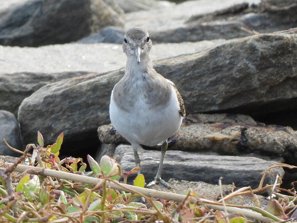 イソシギ　東京港野鳥公園　2023/10/14