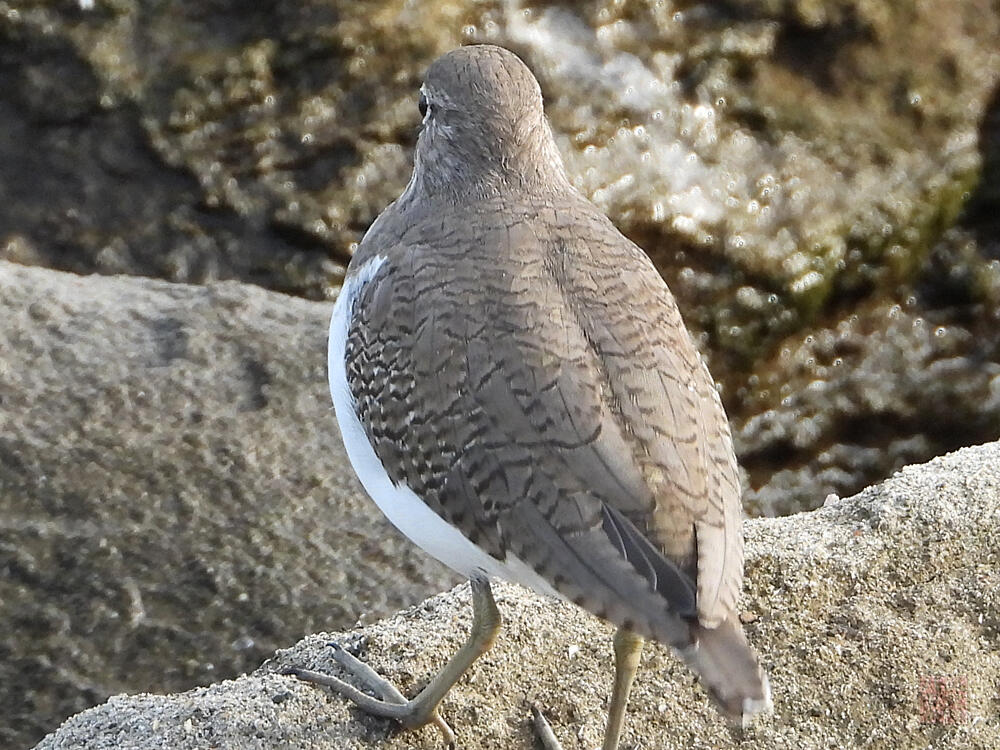 イソシギ　東京港野鳥公園　2023/10/14