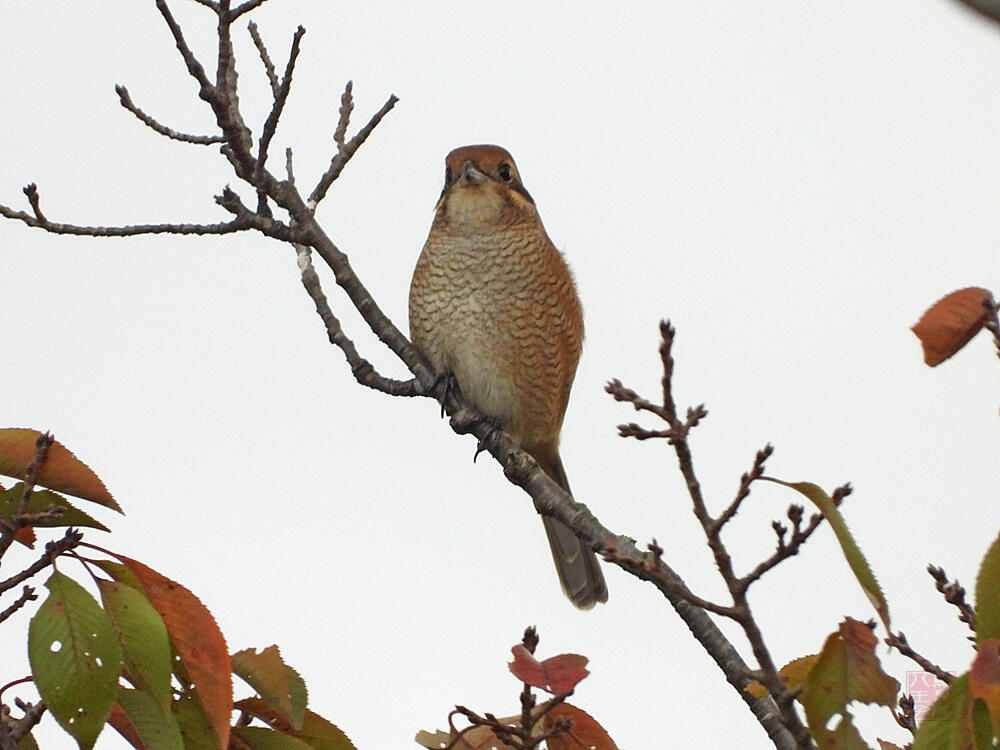 モズ　♀　羽村市　2023/10/15