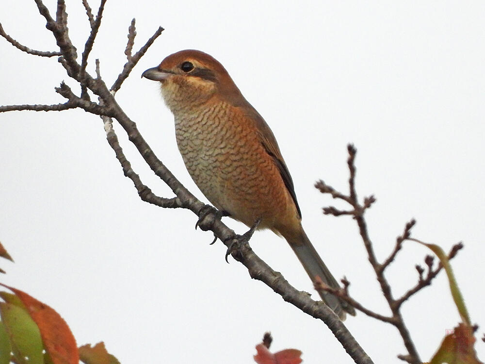 モズ　♀　羽村市　2023/10/15