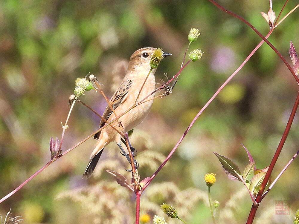 ノビタキ　♀　羽村市　2023/10/22