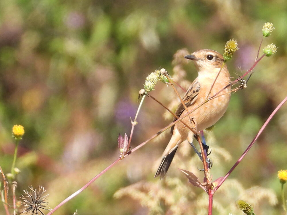 ノビタキ　♀　羽村市　2023/10/22