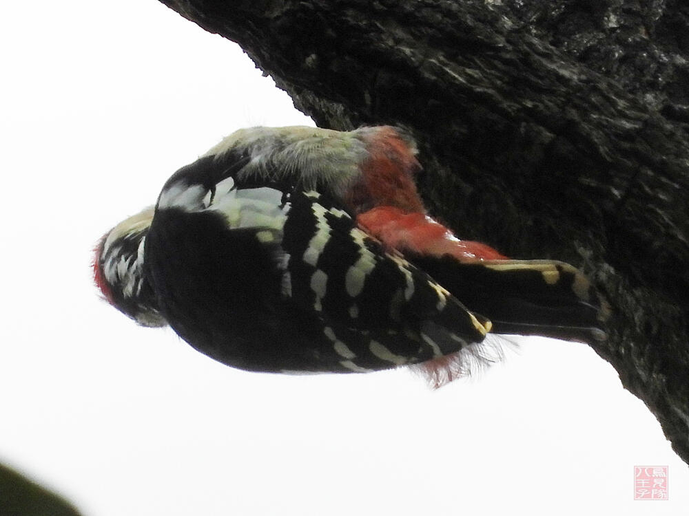 アカゲラ　若鳥　八王子市　2023/10/27