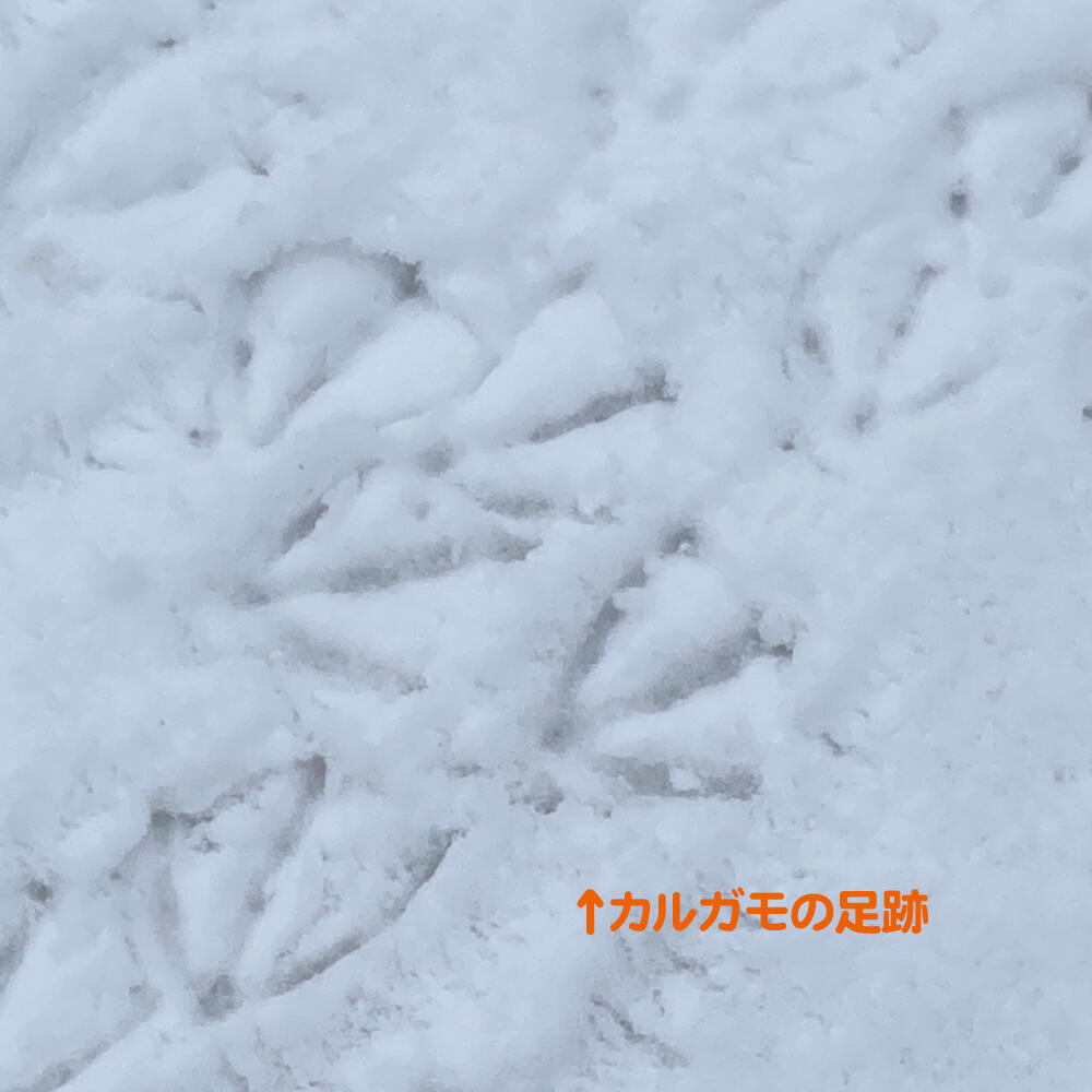 カルガモの雪の足跡　秋田市　2022/02/25